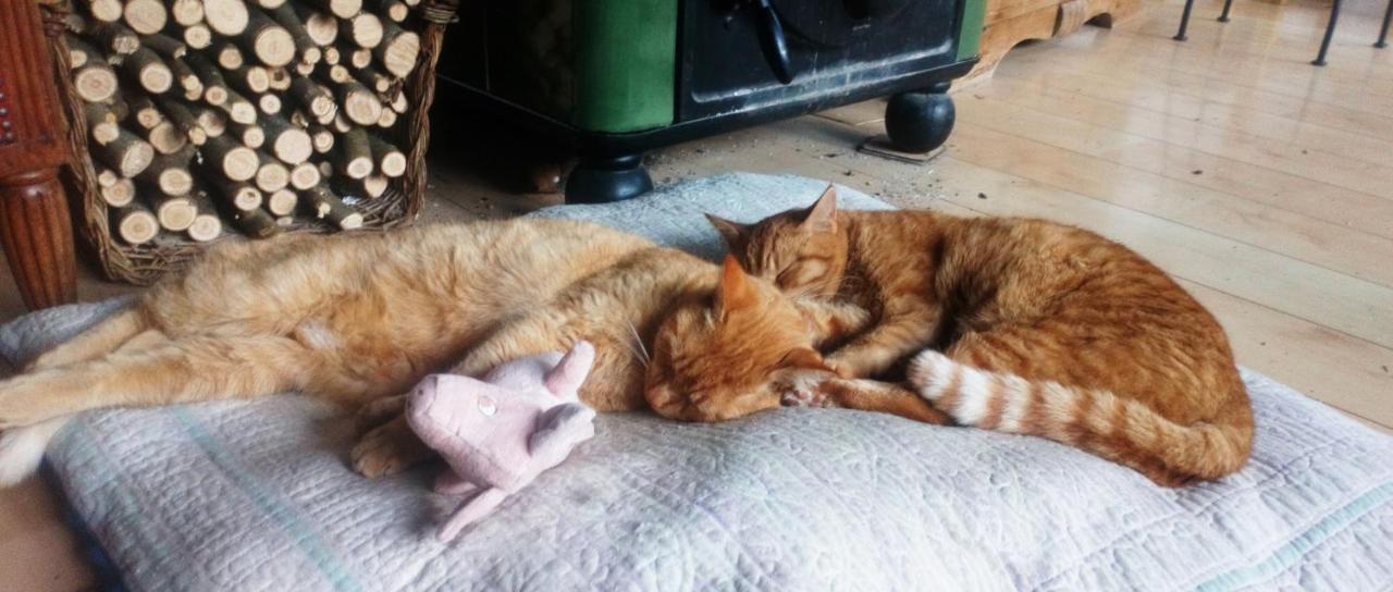 Au Chat Ronfleur Bagnères-de-Bigorre Exterior foto