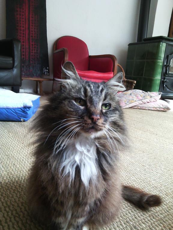 Au Chat Ronfleur Bagnères-de-Bigorre Exterior foto